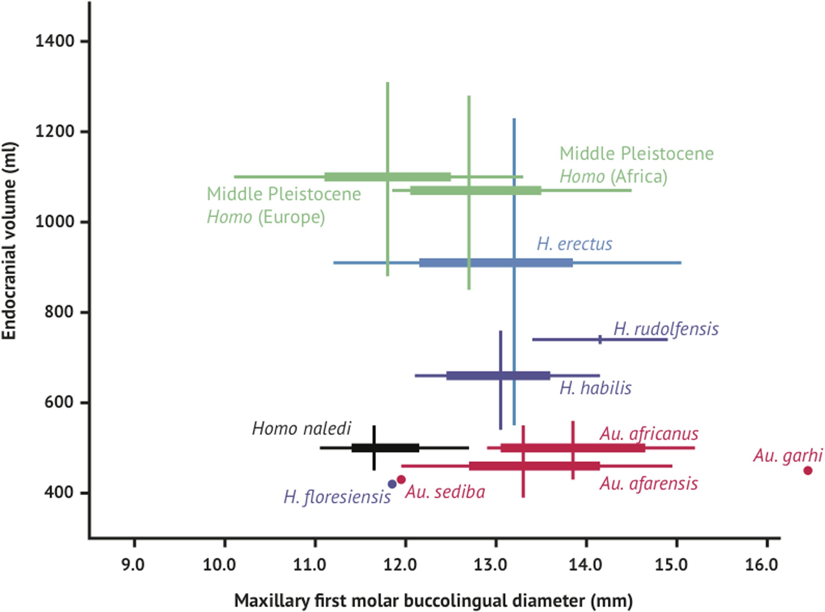 Brain_size_and_tooth_size_in_hominins.jpg