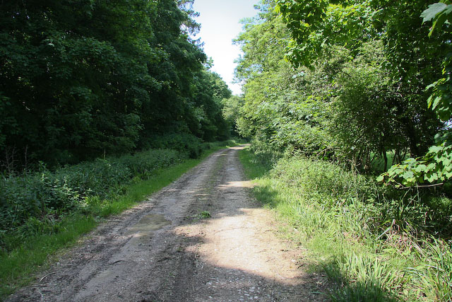 File:Bridleway past Lucy Wood - geograph.org.uk - 1063301.jpg