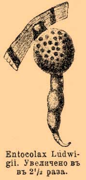 <i>Entocolax ludwigii</i> Species of gastropod