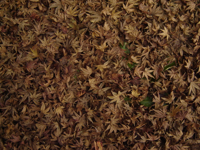 File:Brown leaves on the ground.jpg