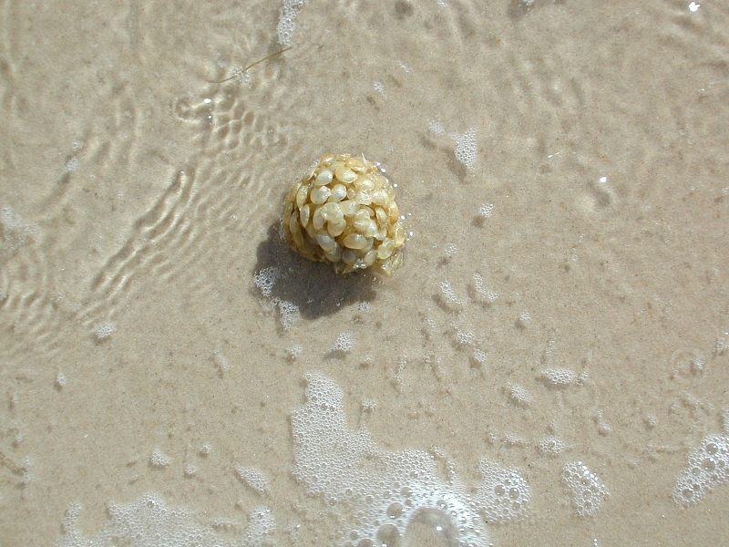 File:Buccinum undatum fg01.jpg