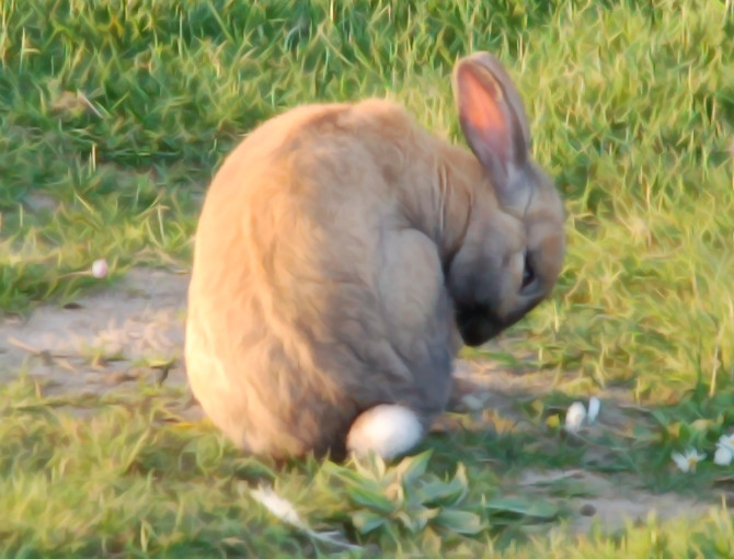 File:Bunny Photo.jpg