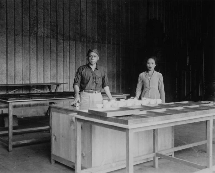 File:COLLECTIE TROPENMUSEUM In de fabriek van thee onderneming Pandan Assem waar elke dag thee geproefd moet worden TMnr 60050338.jpg