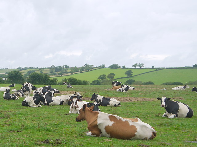 File:Cattle at Rookery Farm - geograph.org.uk - 4674364.jpg