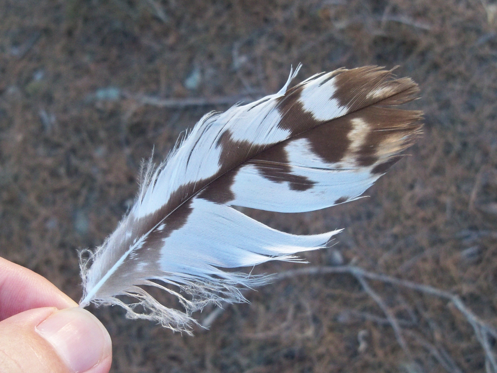 Common_Buzzard_Feather_%28Buteo_buteo%29.jpg