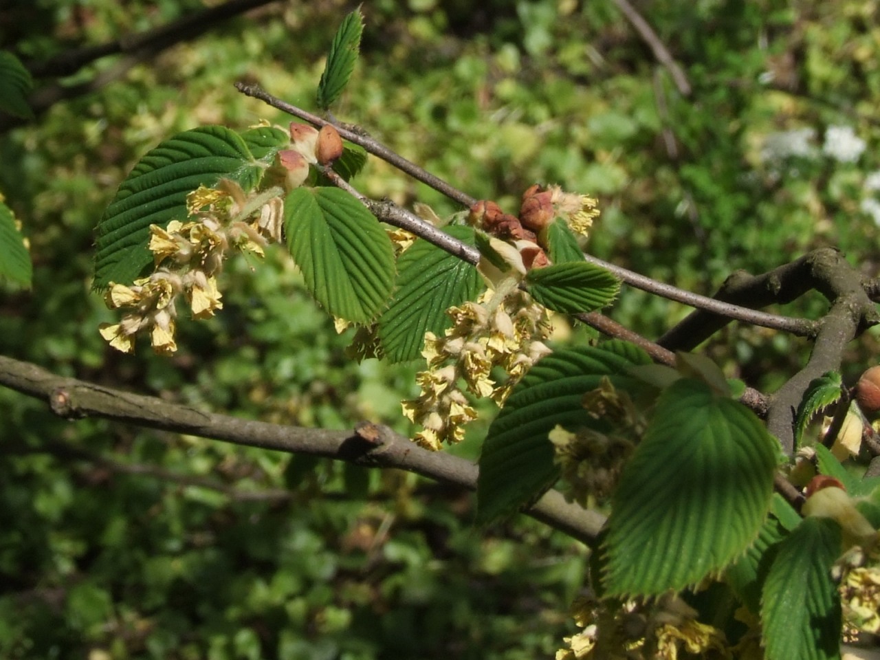 Как цветет фундук фото. Корилопсис. Corylopsis spicata. Лещина Колхидская. Корилопсис колосковый.