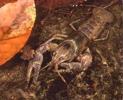 Crayfish - Wikipedia