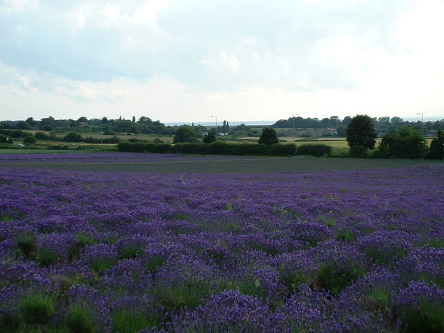 File:Crop of lavender. - geograph.org.uk - 157336.jpg