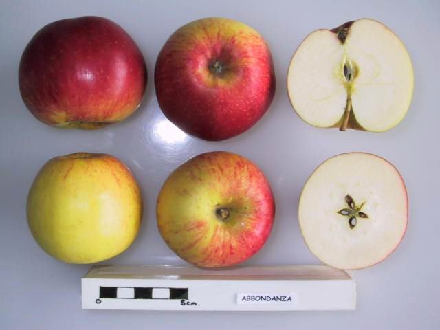 File:Cross section of Abbondanza, National Fruit Collection (acc. 1958-139).jpg