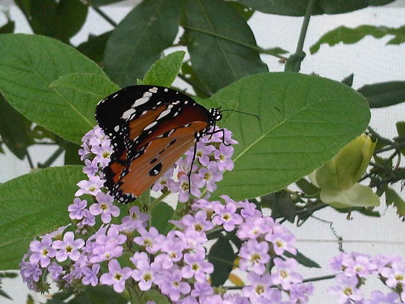 File:Danaus chrysippus 3.jpg