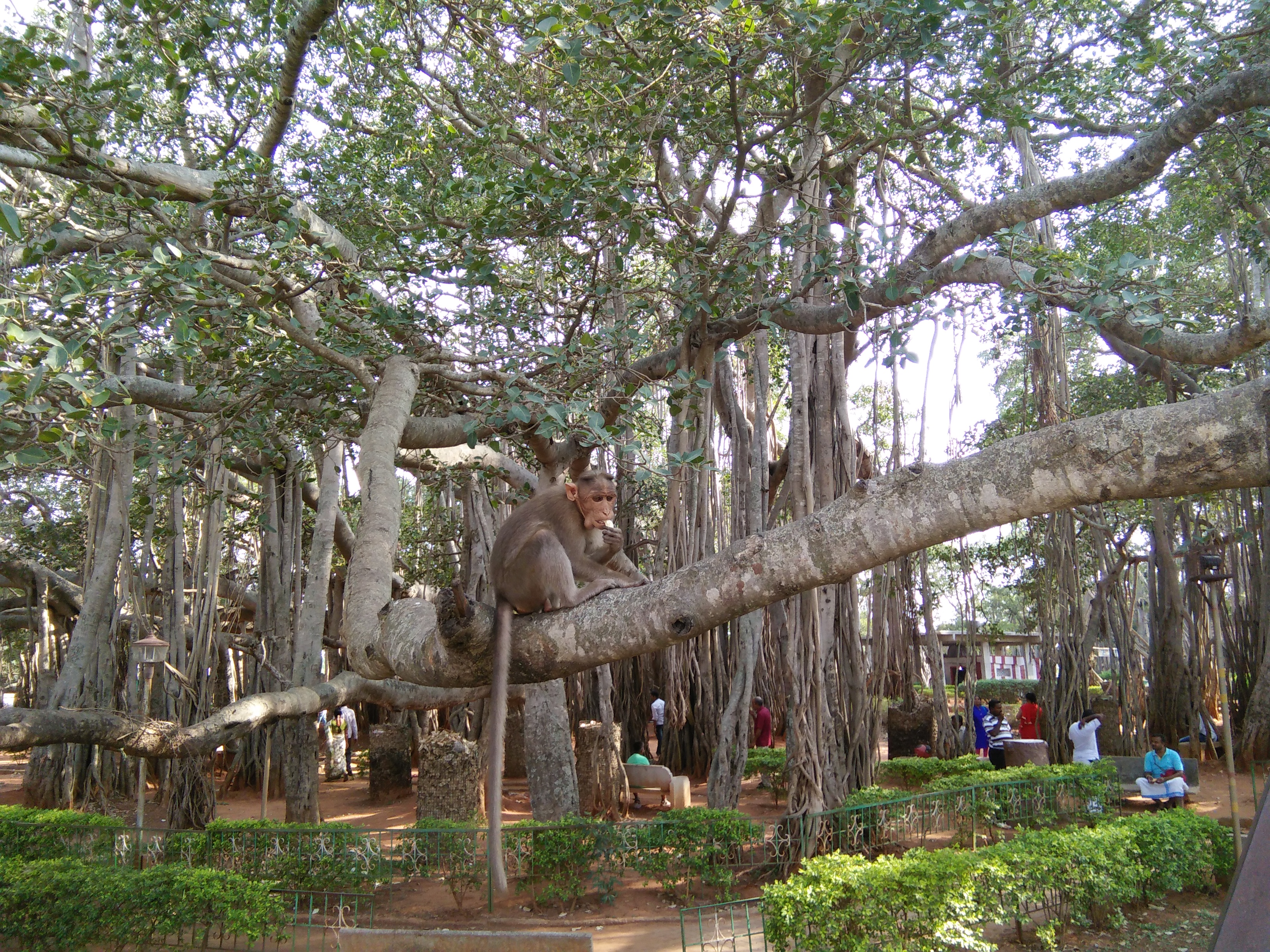 File Dodda Alada Mara Banyan 6 Jpg Wikimedia Commons