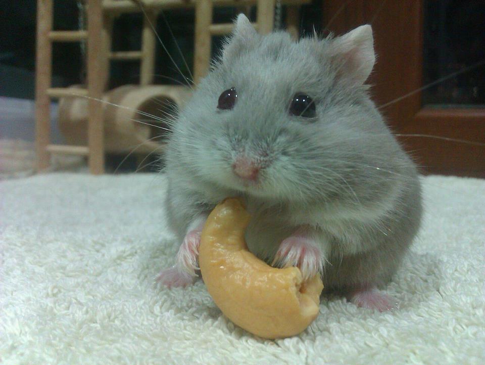 cute grey dwarf hamsters