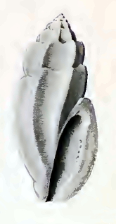 <i>Eucithara caledonica</i> Species of gastropod