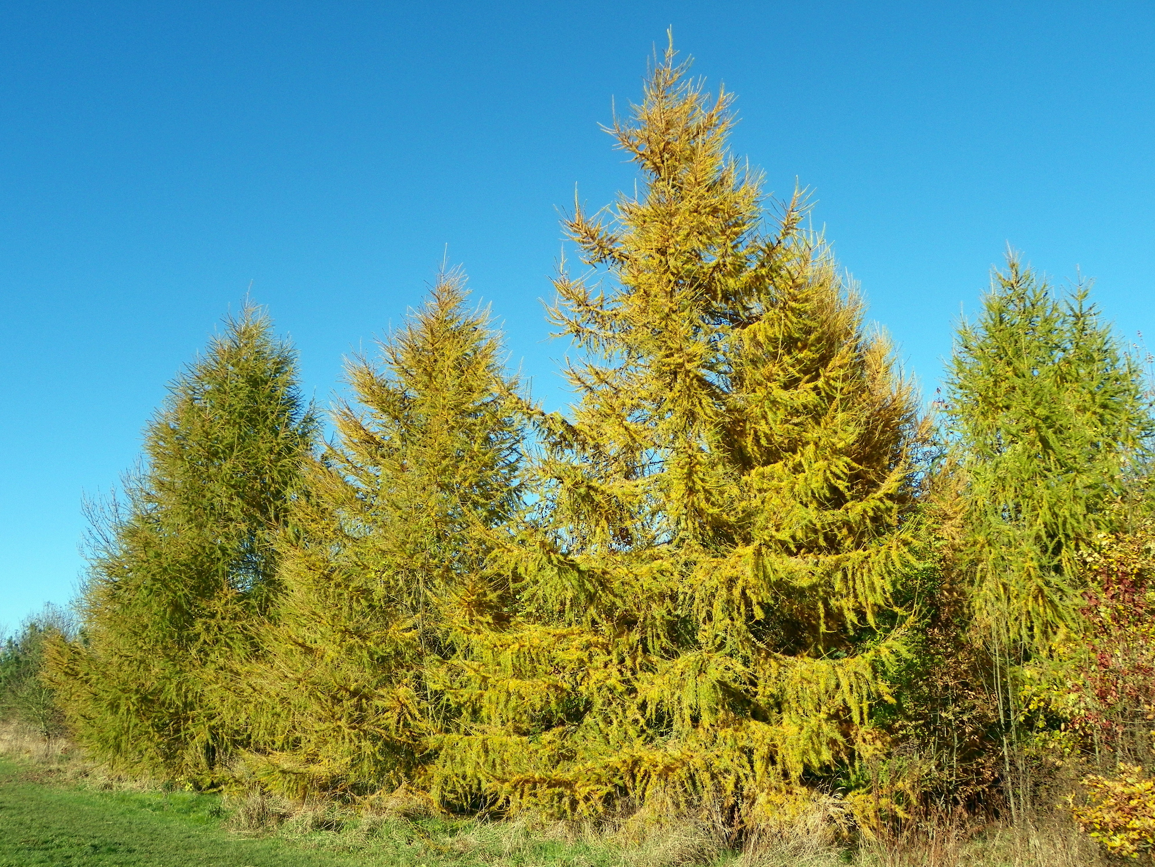 Фотография лиственницы. Лиственница европейская Larix decidua. Лиственница Сибирская Larix sibirica. Лиственница Сибирская Бригантина. Лиственница европейская Ларикс децидуа.