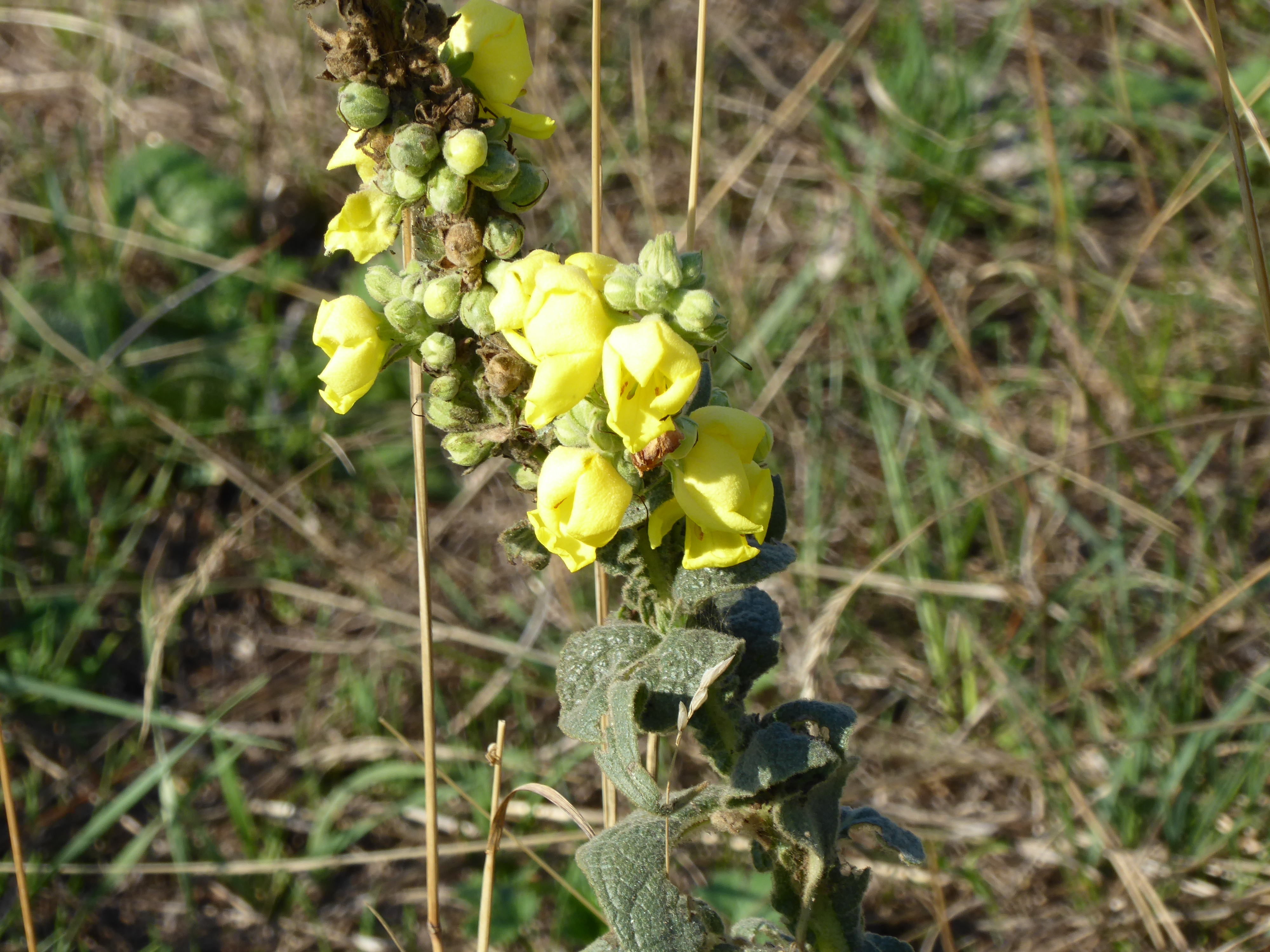 Fichier:Fleur sauvage jaune (2) - Copie.JPG — Wikipédia