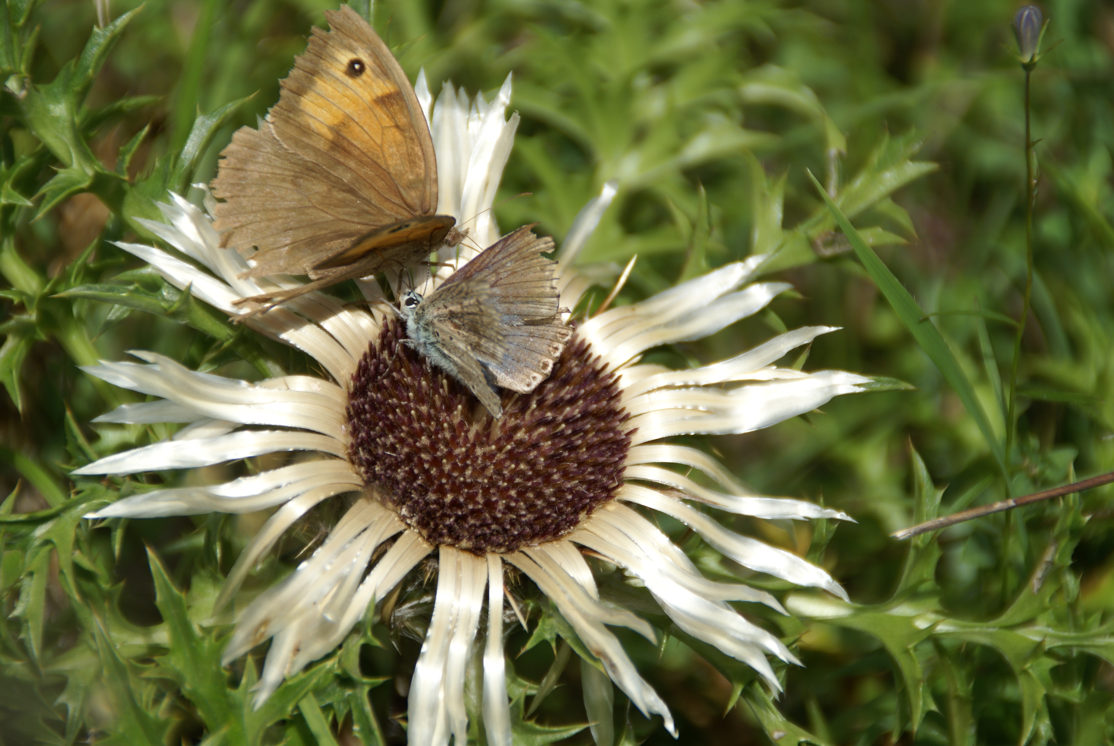 File:Flora und fauna schwaebische alb.JPG - Wikimedia Commons