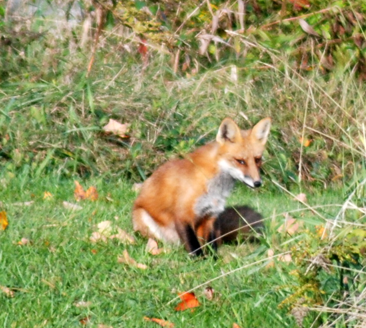 Saw the fox