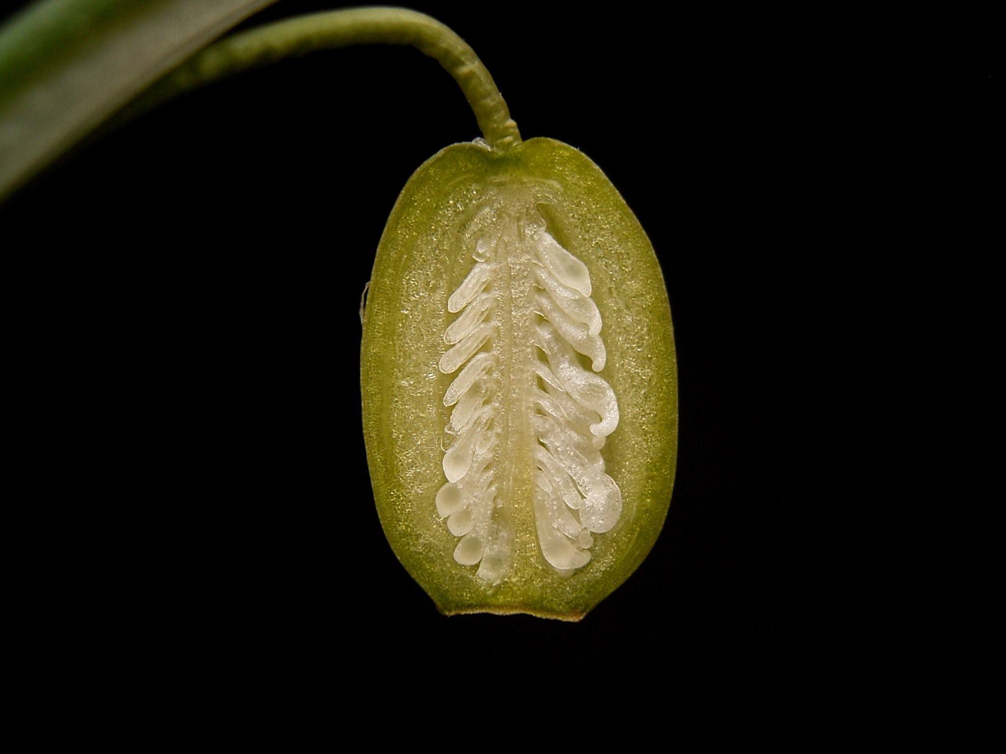 Galanthus_nivalis_01_ies.jpg