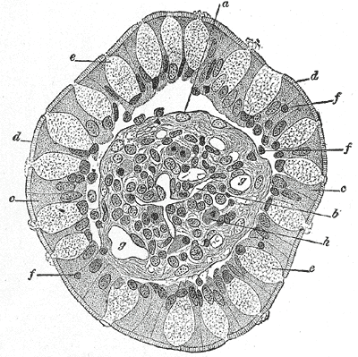 goblet cells