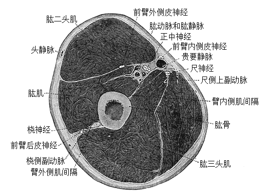 File:Gray413 zh.png