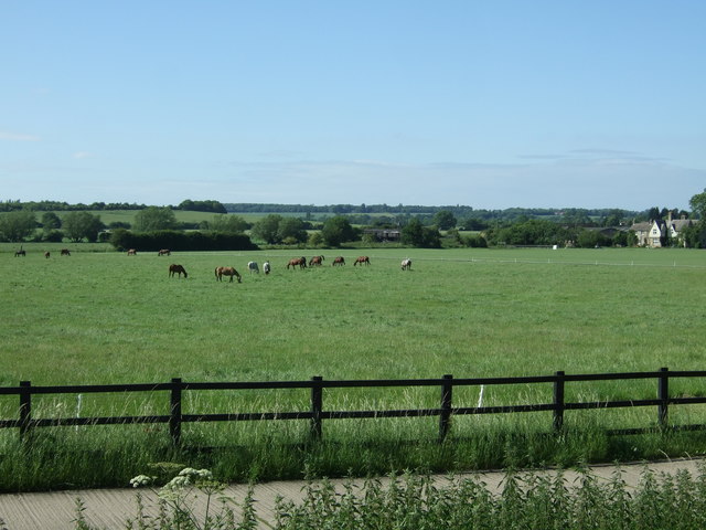 File:Grazing off Cambridge Road (A603) - geograph.org.uk - 5426532.jpg