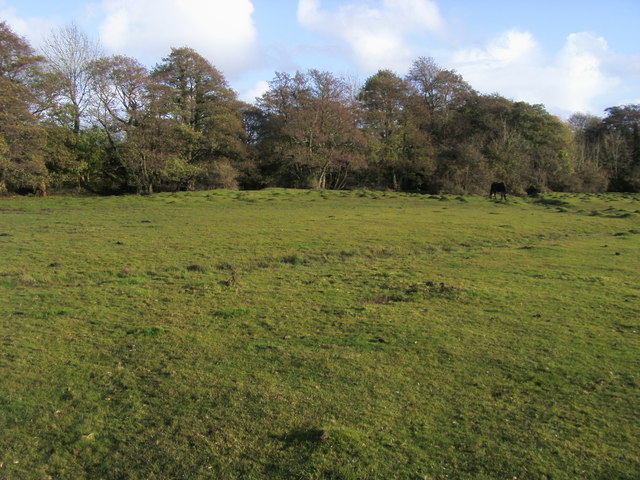 File:Grazing on Matley Heath - geograph.org.uk - 1063720.jpg