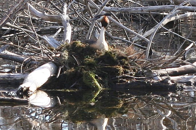 File:Great Crested Grebe.jpg