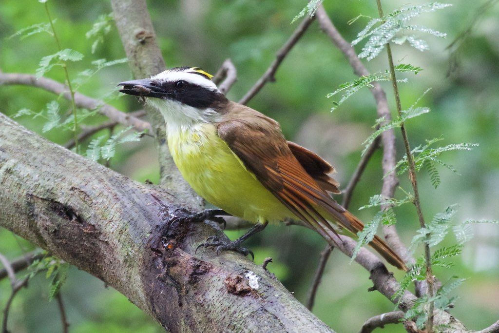 Great Kiskadee-Bentsen-Rio Grande SP-TX - 2015-05-07at09-27-235 (21421362829).jpg