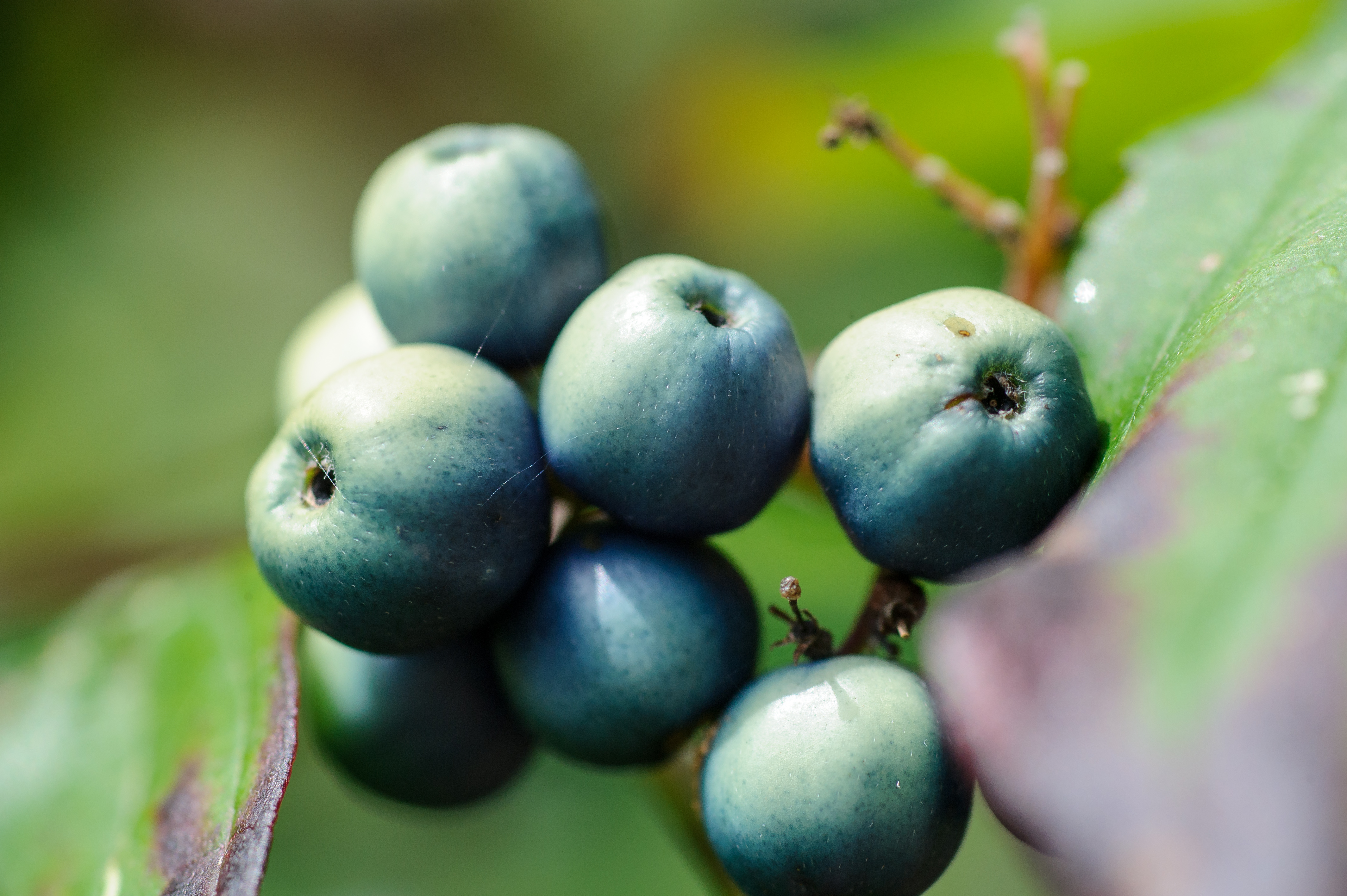 Green Berry Cluster (18314532952).jpg