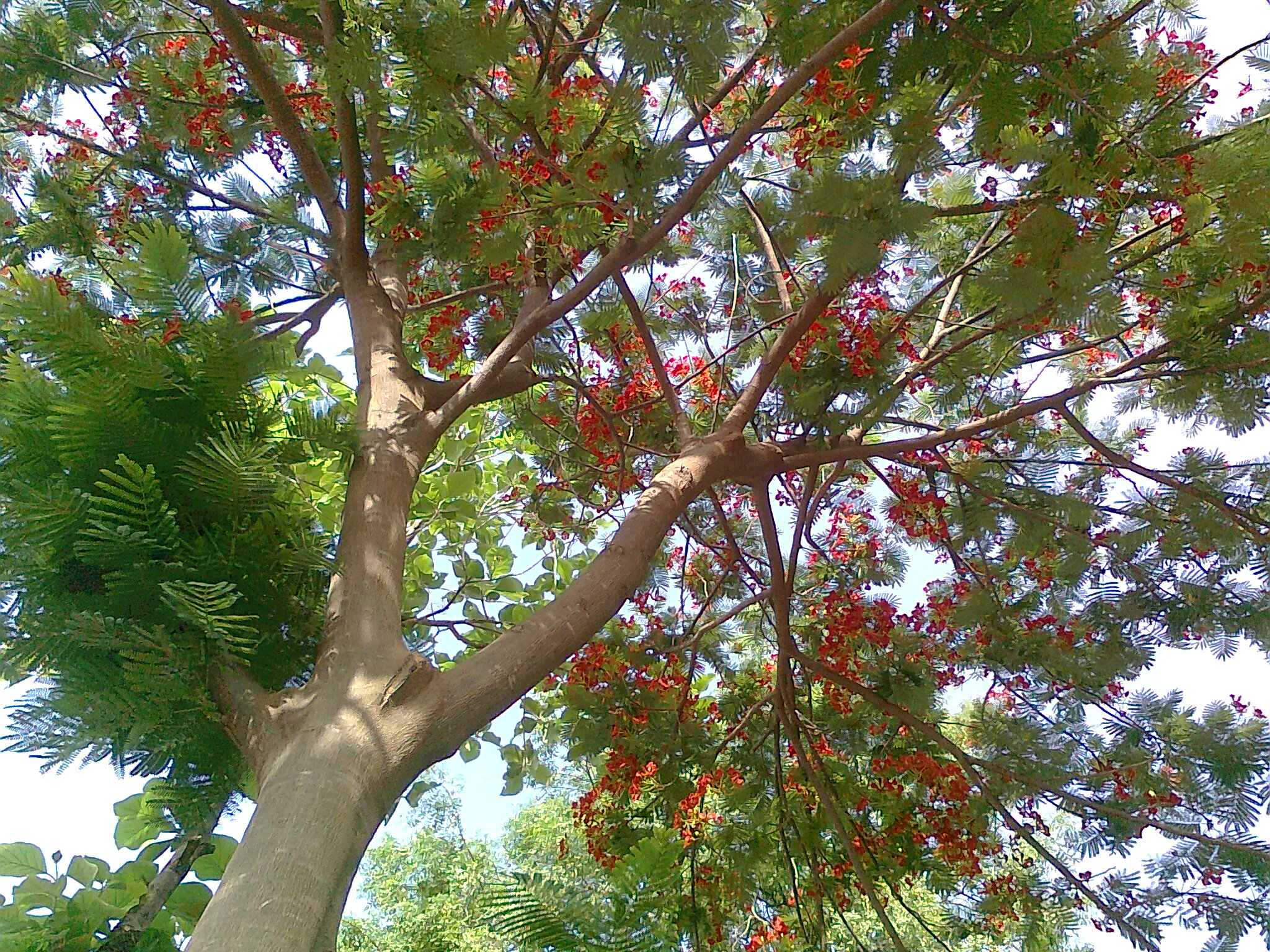 Дерево засохнуло пять. Гульмохар дерево. Erythrina caffra.