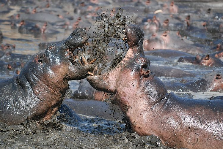 File:Hippo fight.jpg