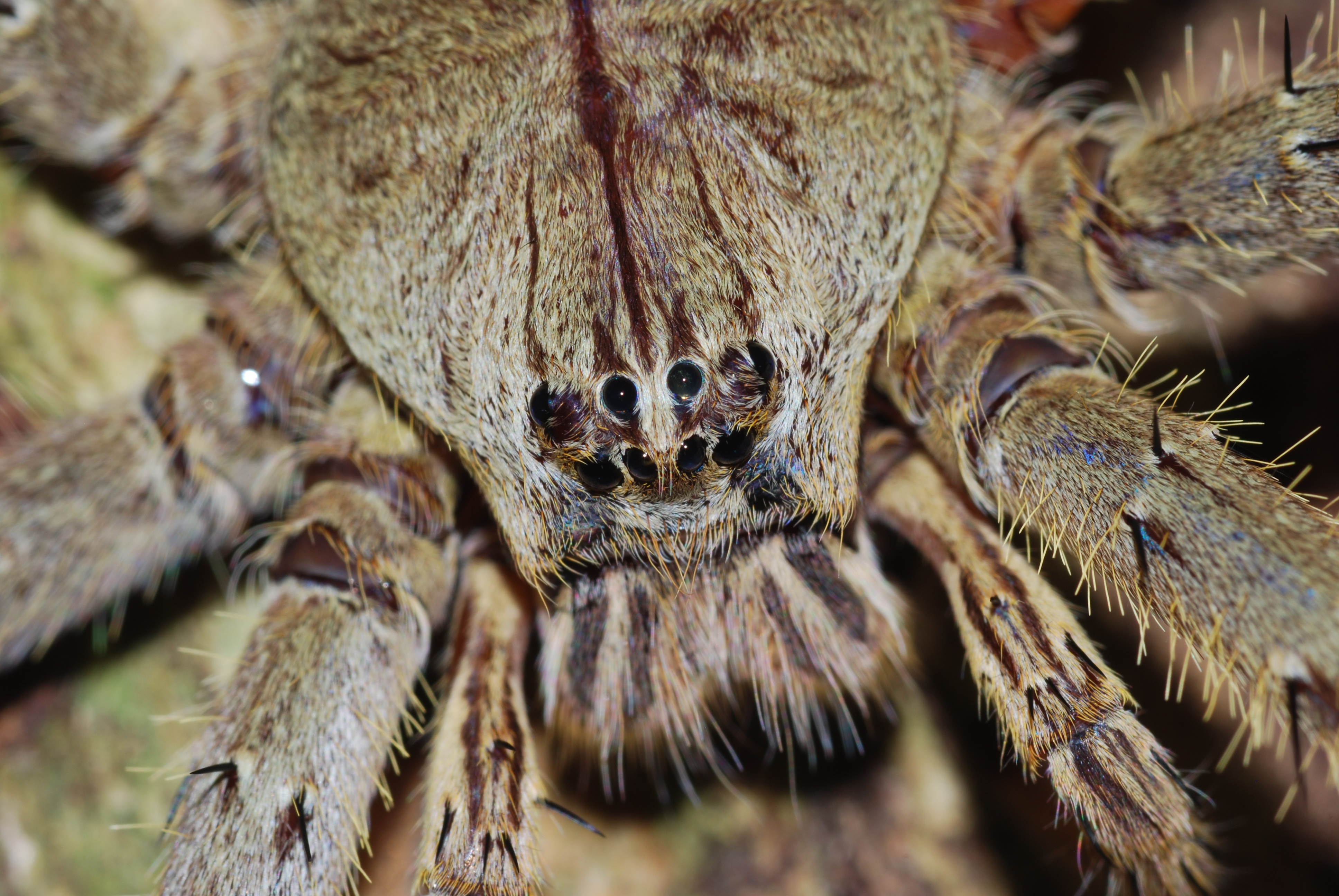 Huntsman Spider (Sparassidae) close-up (8752567933).jpg