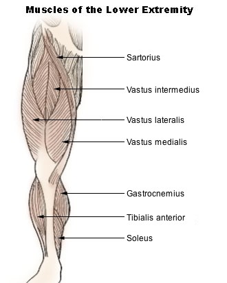 図：下肢筋肉