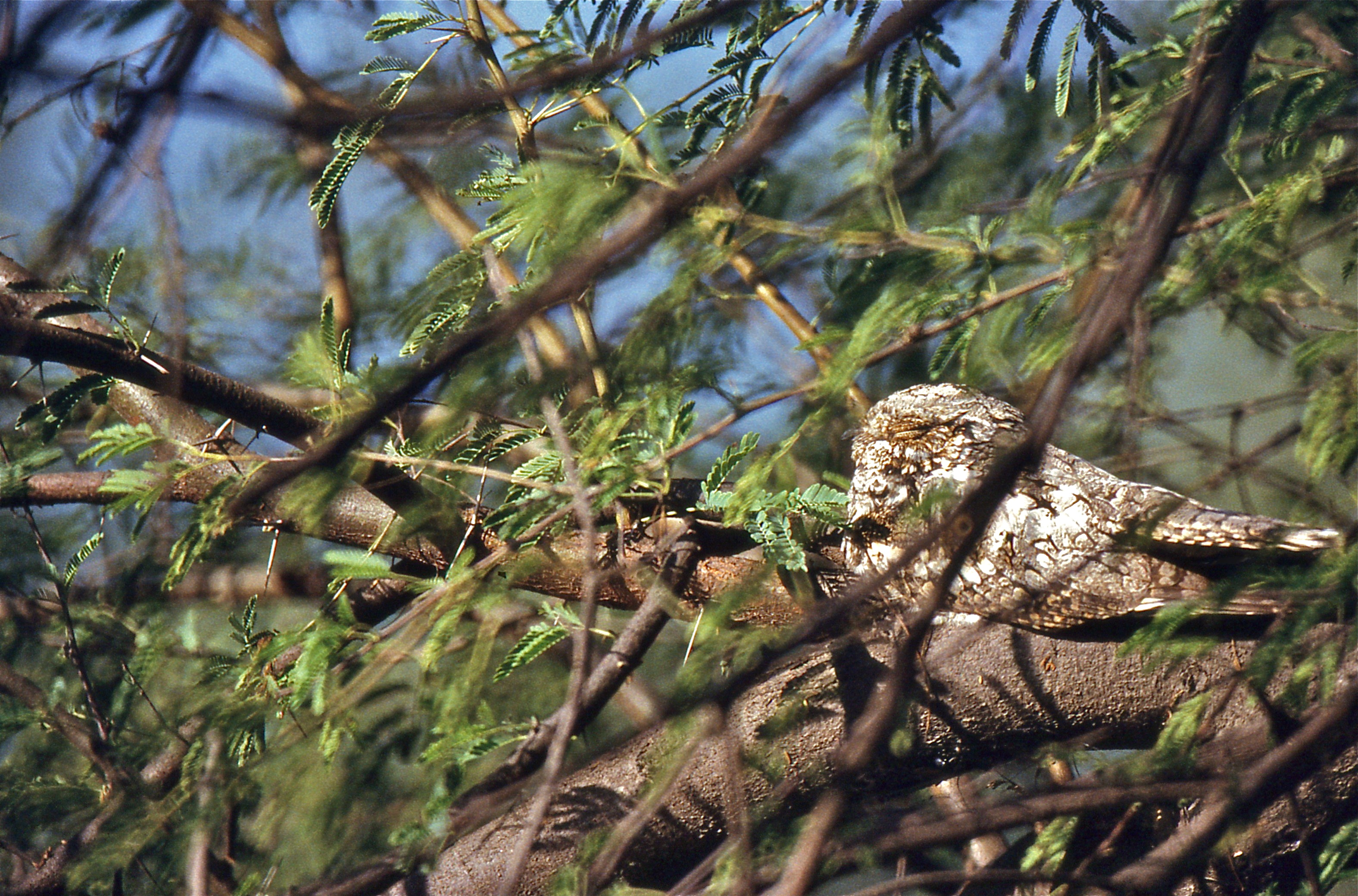 Indian Nightjar (Caprimulgus asiaticus) (20657988690).jpg