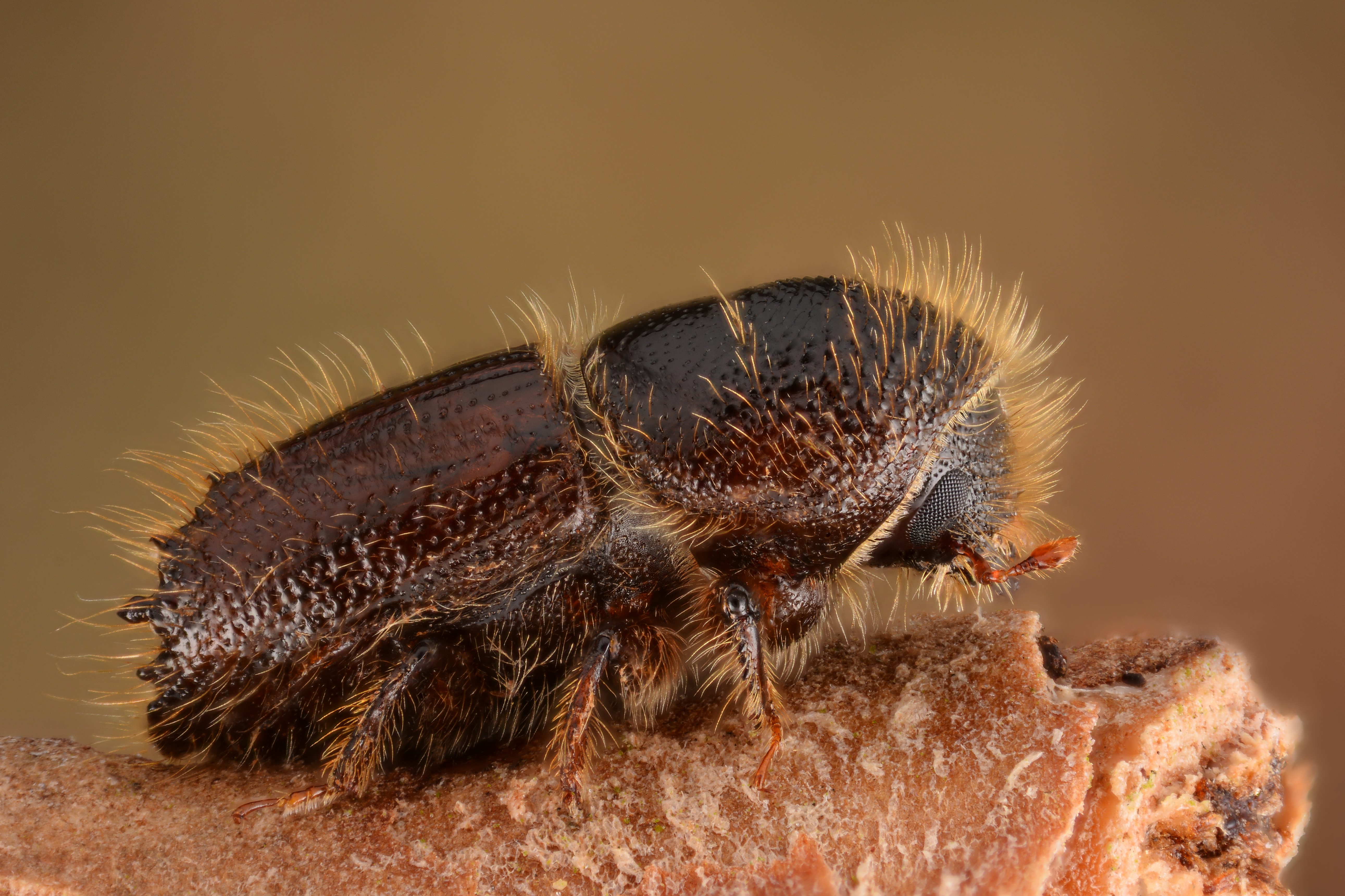 European Spruce Bark Beetle Wikipedia