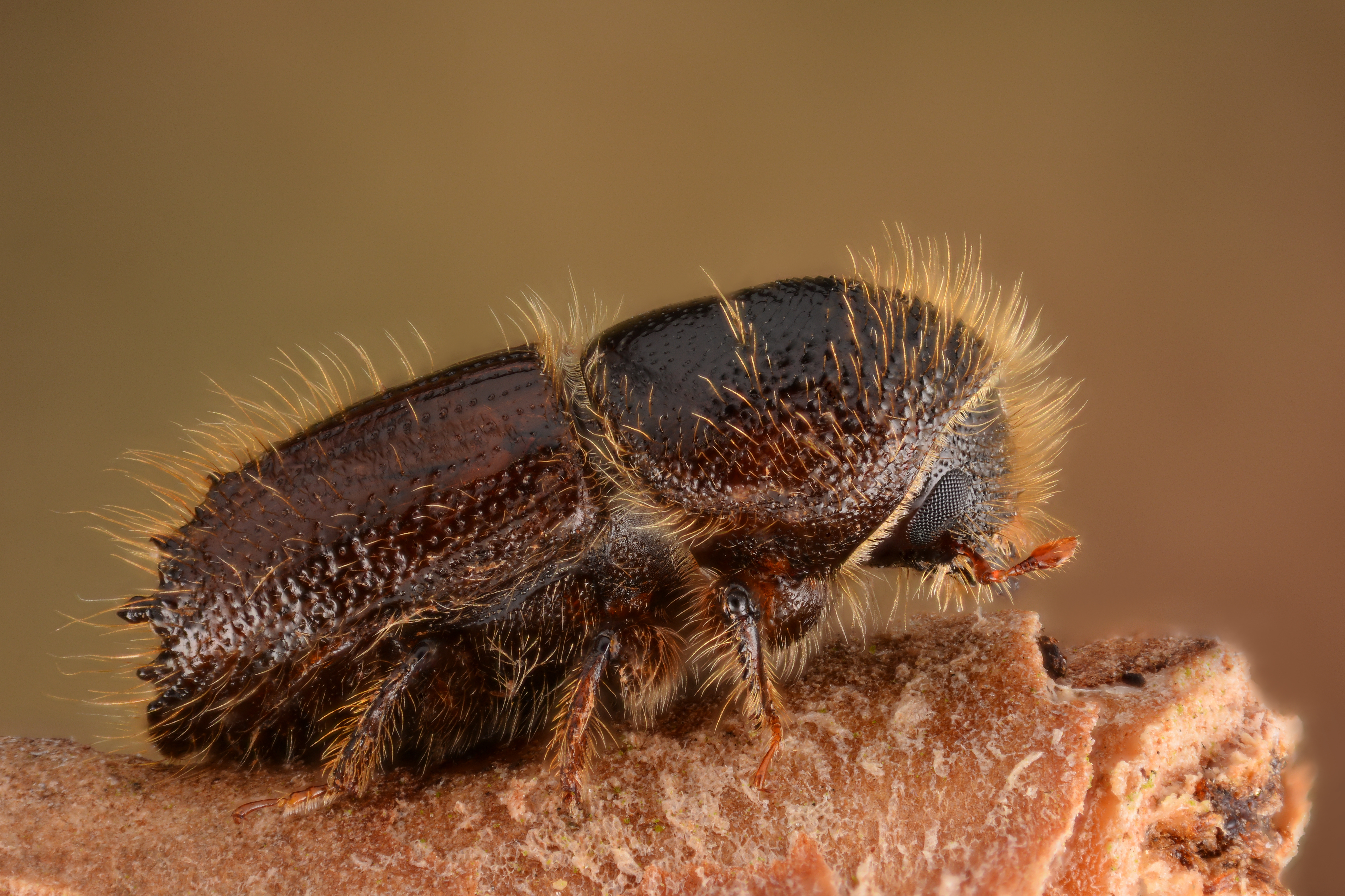 spruce beetle