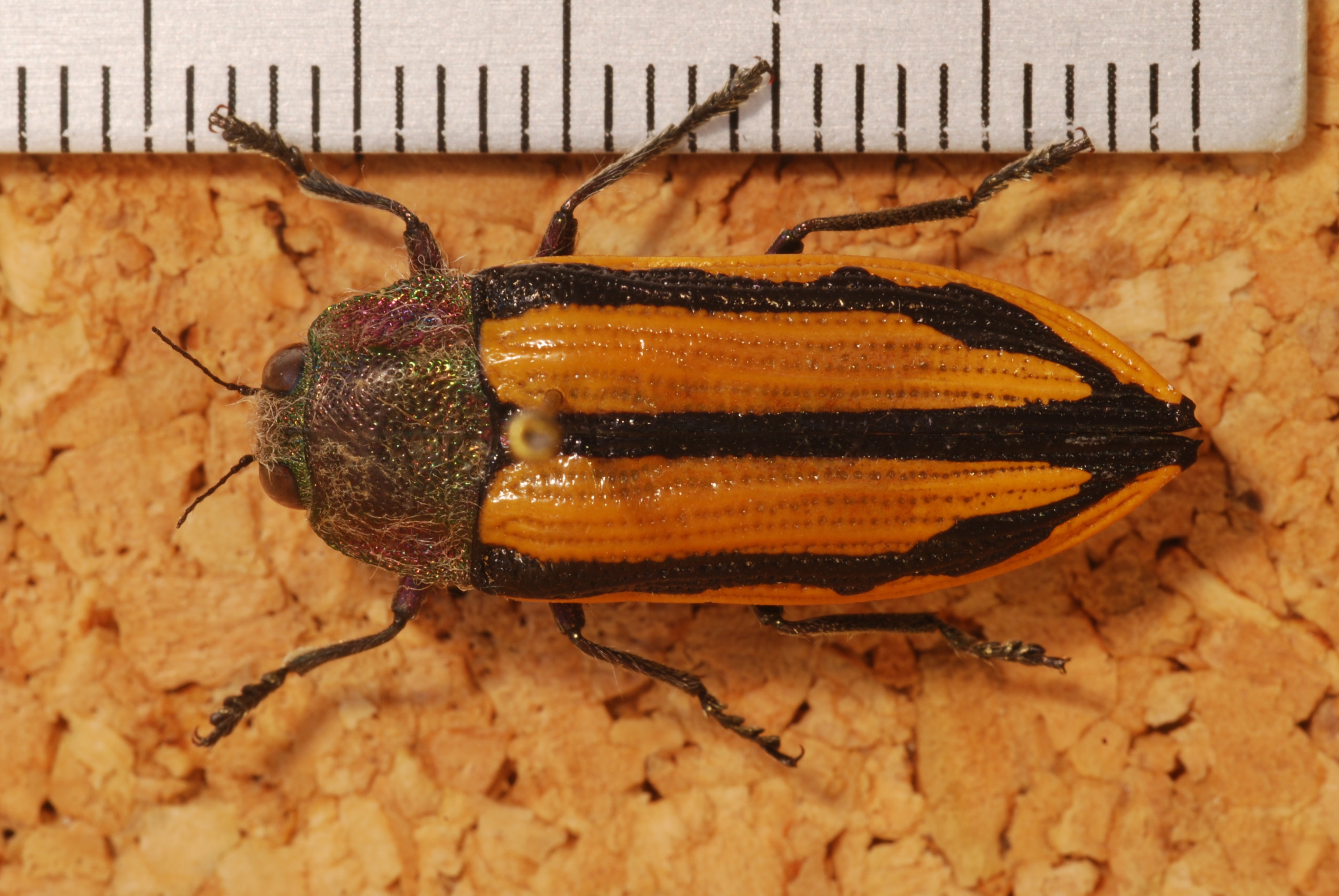 Jewel Beetle (Conognatha souverbii) (8246790247).jpg