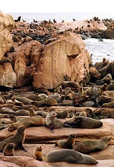 Isla de Lobos (Uruguay) - Wikipedia, la enciclopedia libre