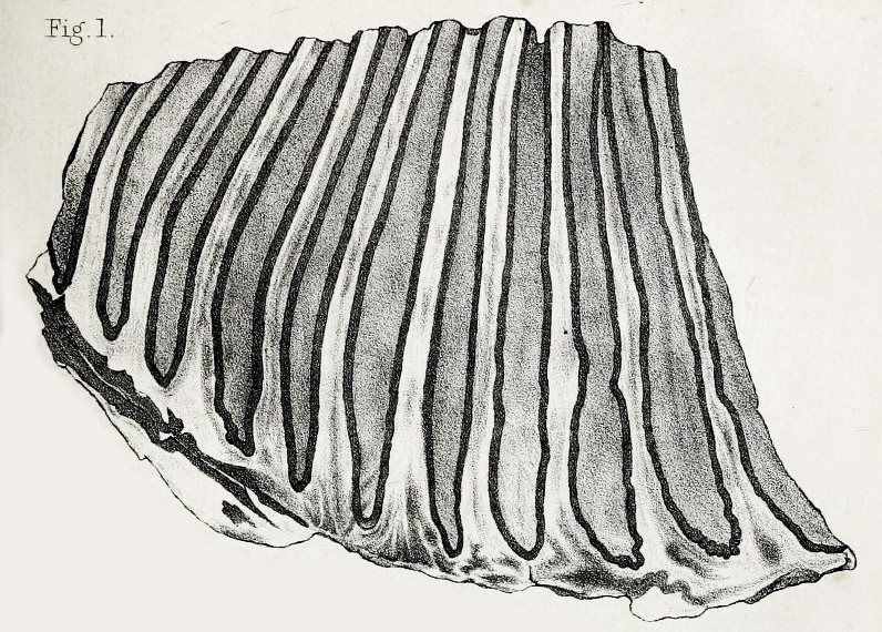 File:Mammuthus columbi molar.jpg