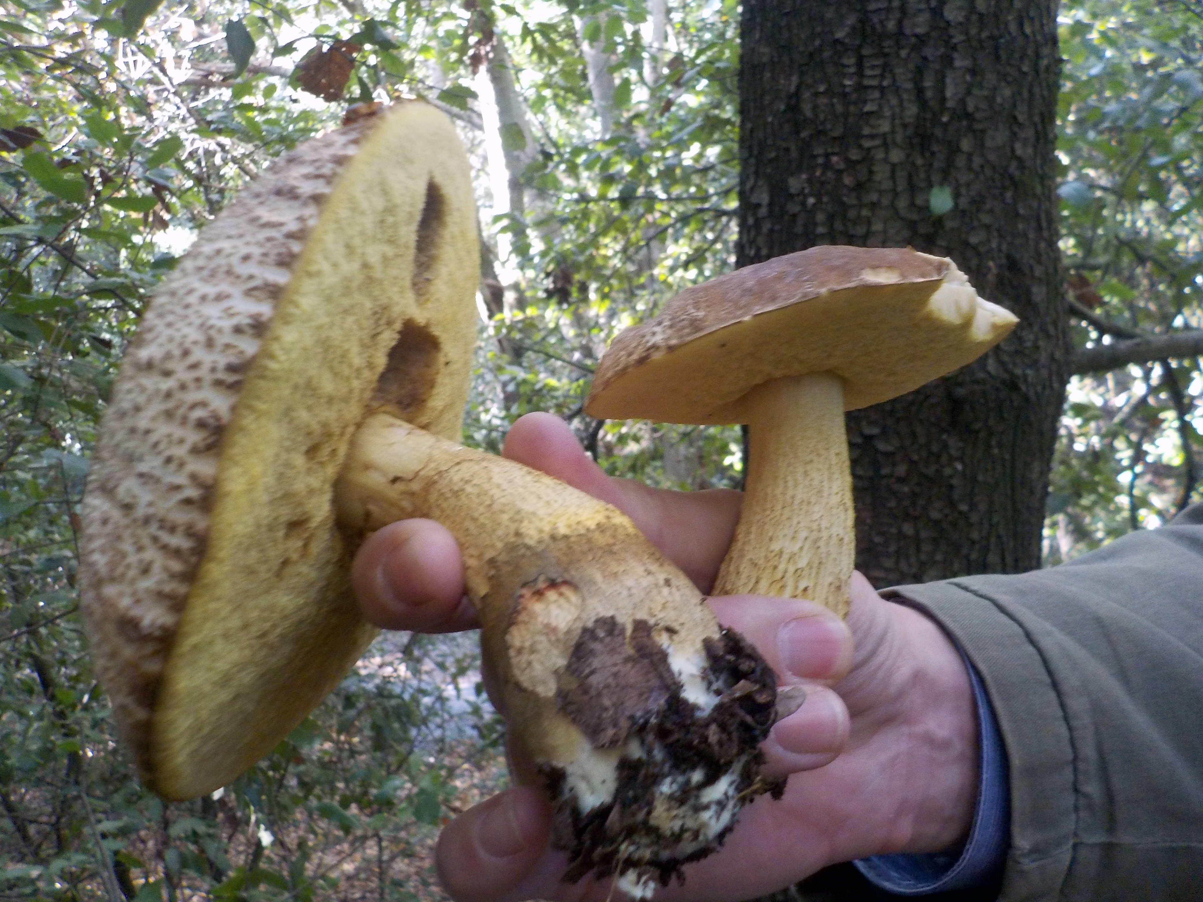 Mushrooms harvesting