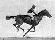 The Horse in Motion, animated from a plate by Eadweard Muybridge, made with an array of cameras set up along a racetrack Muybridge race horse animated 184px.gif