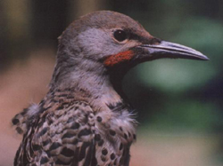 File:NorthernFlicker23.jpg