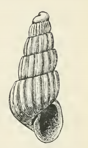 <i>Odostomia richi</i> Species of gastropod