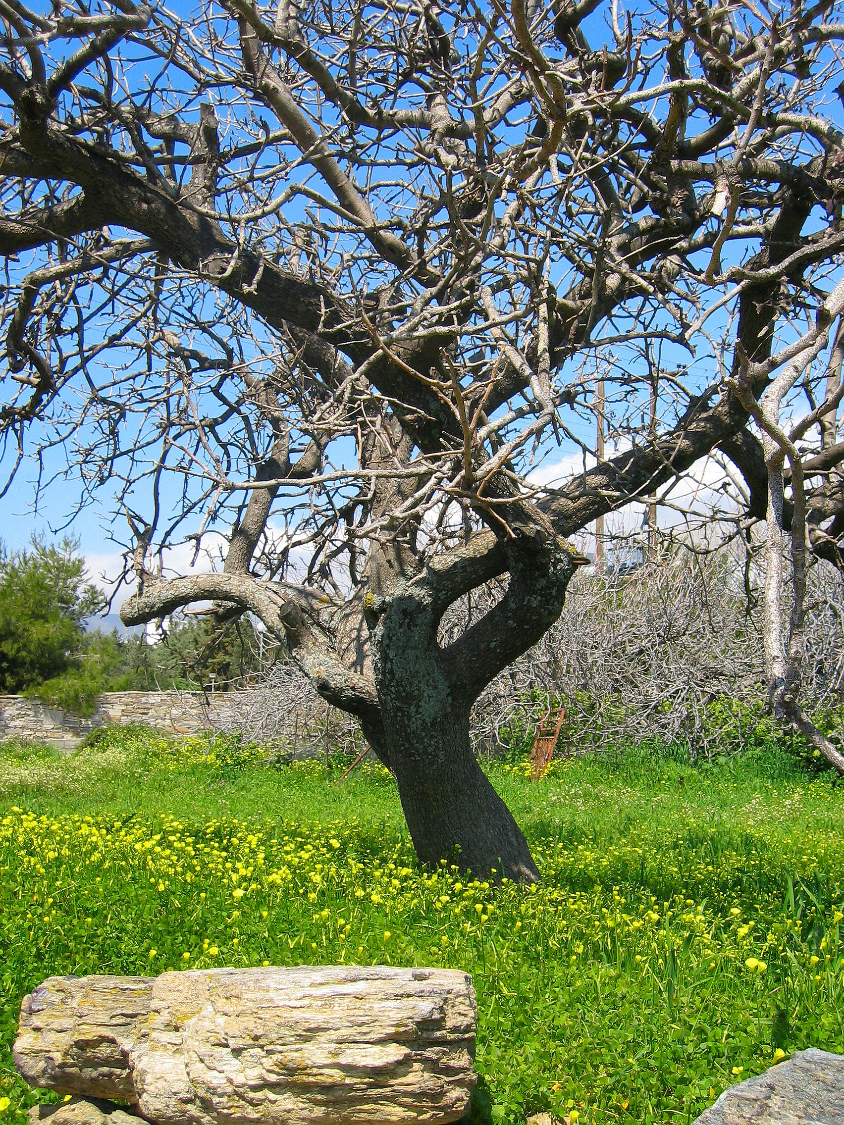 Дерево ис. Дуб дарахти. Оливковое дерево. Оливковое дерево засохло. Оливковое дерево в древней Греции.