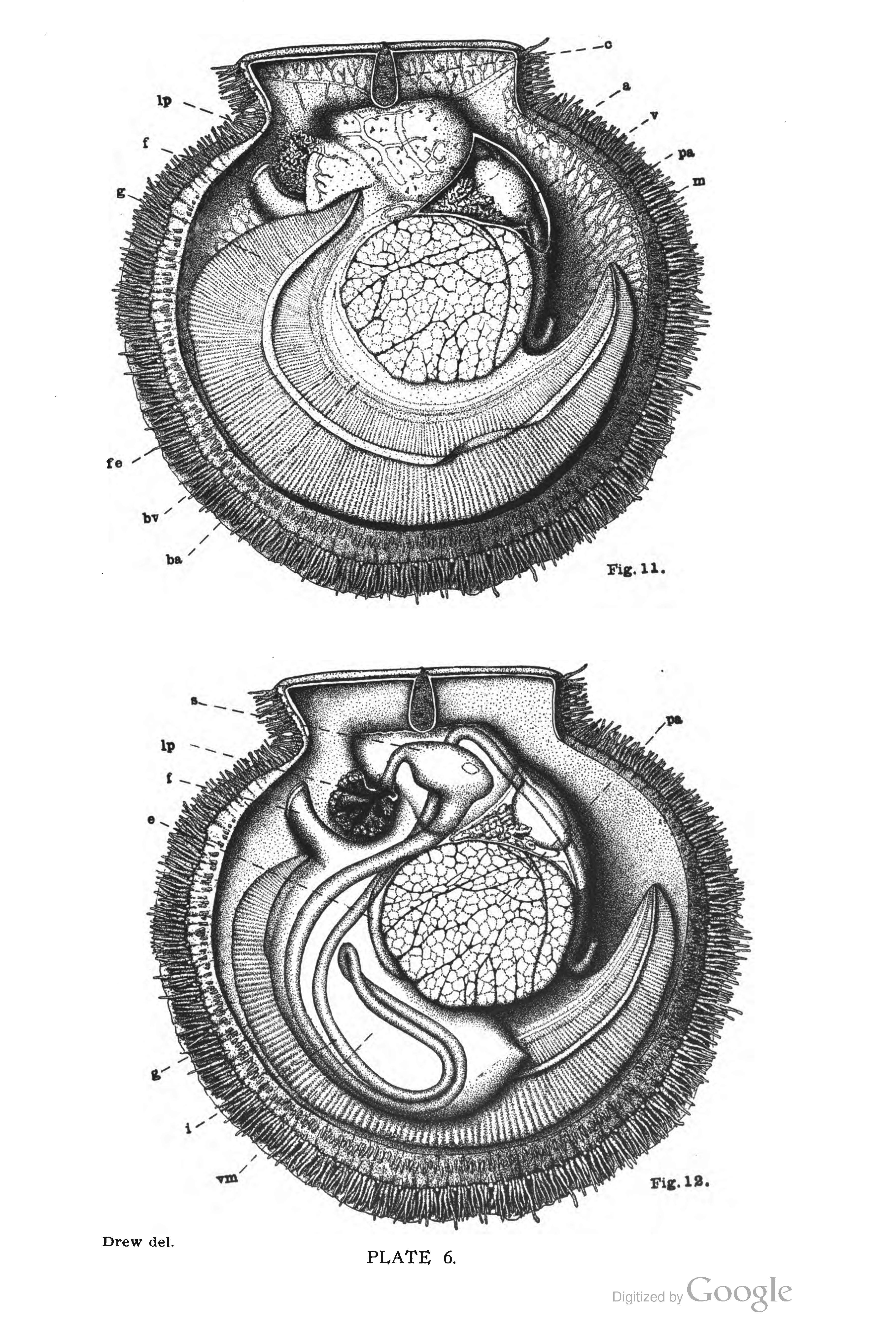 scallop anatomy