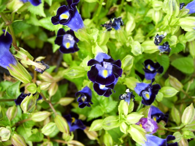 File:Purple bell flower1.jpg