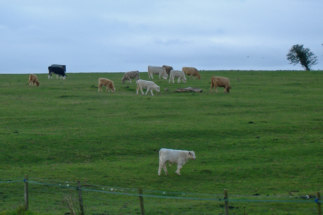 File:Raywell bullocks - geograph.org.uk - 609468.jpg