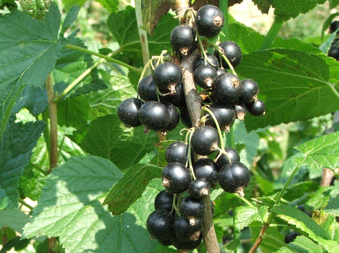 Blackcurrant and cassis jelly with berries