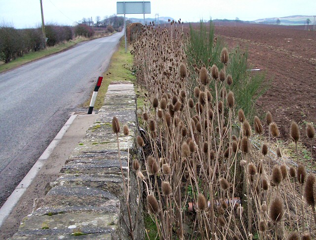 File:Road to Abernyte - geograph.org.uk - 110146.jpg