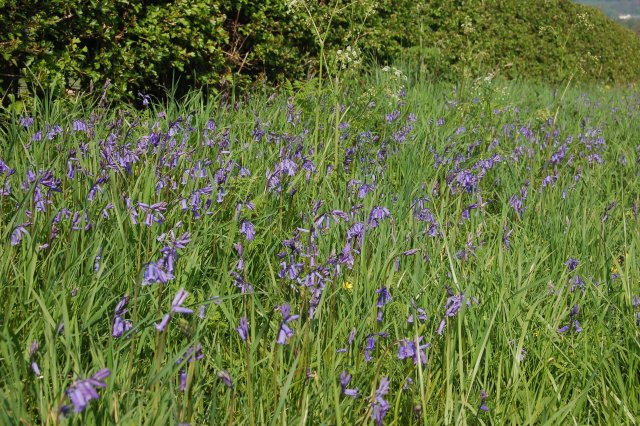 File:Roadside Bluebells - geograph.org.uk - 790385.jpg